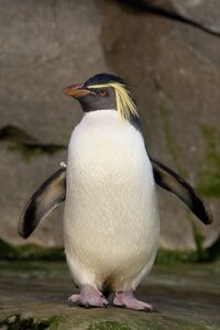 Eudyptes moseleyi -Zoologischer Garten Berlin, Germany-8a.jpg
