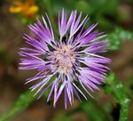 Galactites January 2008-3.jpg