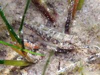 Gobius couchi Rab.jpg