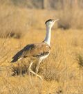 Great Indian Bustard from DNP (cropped).jpg