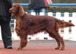 Irish Setter in Tallinn 2.JPG
