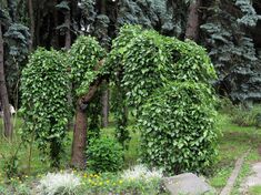 Morus alba pendula Syrets1.JPG