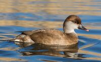 female