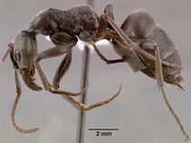 Pachycondyla analis sam-hym-c000749b profile 1.jpg