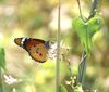 PikiWiki Israel 9583 Wildlife and Plants of Israel.JPG