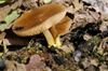 Pluteus romellii 44337.jpg