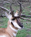 Pronghorn Nebraska 1.jpg