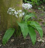 Ramsons 700.jpg