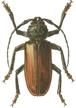 Rhaesus serricollis.png