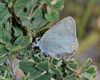 Satyrium myrtale 1.JPG