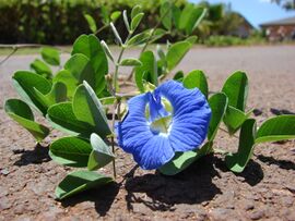 Starr 070402-6256 Clitoria ternatea.jpg