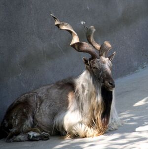 Turkomen Markhor2.jpg