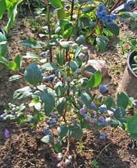 Vaccinium corymbosum Strauch.jpg