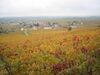 Vignoble Morey Saint Denis.JPG
