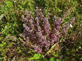 Цветущий белокудренник чёрный. Белгородская область, Россия