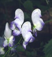 Aconitum variegatum 280805.JPG