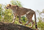 Cheetah Feb09 02.jpg
