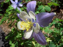 Columbine flower.JPG