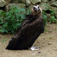 Doué 21 06 2010 12 Aegypius monachus.jpg