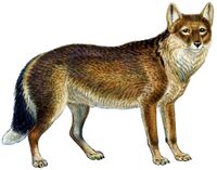 Dusicyon australis (white background).jpg