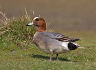 Eurasian Wigeon - male.jpg
