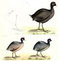Fulica newtoni.jpg