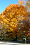 Golden sugar maple.jpg