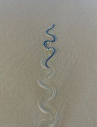 HookNosedSeaSnake ArossimBeach Goa India.jpg