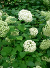 Hydrangea arborescens 'annabelle'2.jpg