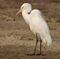 Intermediate Egret (Mesophoyx intermedia) W IMG 6625.jpg