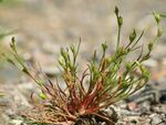 Juncus bufonius.jpeg