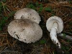 Leucoagaricus macrorhizus 20100930w.JPG