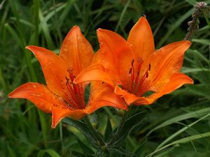 Lilium bulbiferum Italien Grödner Joch 871.jpg