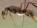 Pachycondyla analis sam-hym-c008323b profile 1.jpg