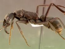 Pachycondyla analis sam-hym-c008323b profile 1.jpg