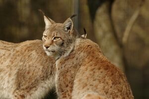 Parc des felins Felin 06.jpg