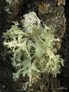 Punctured Ribbon Lichen.jpg