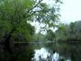 Santa Fe River, near river rise, in Oleno State Park, Florida.jpg