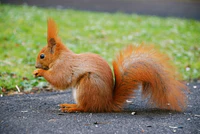 Squirrel by mareckr.jpg