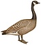 The geese of Europe and Asia (Branta hutchinsii).jpg