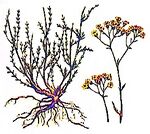 Achillea glaberrima lineart.jpg