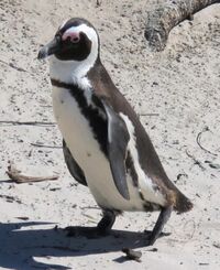 Brillenpinguin01.jpg