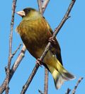 Carduelis sinica minor s2.JPG
