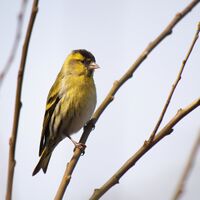 Carduelis spinus - male.jpg