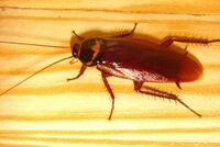 Cockroachcloseup.jpg