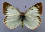 Colias palaeno.female.jpg