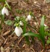 Galanthus lagodechianuis 03 (cropped).jpg