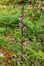 Limodorum abortivum Griechenland 679 7.6. Li.JPG