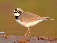Little ringed plover (Charadrius dubius) Photograph by Shantanu Kuveskar.jpg