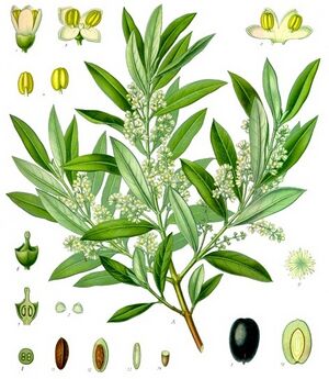 Olea europaea - Köhler–s Medizinal-Pflanzen-229.jpg